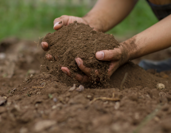 Staggering Soil Statistics: What Does This Mean For Our Health?